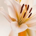 Fotótapéta - Virágfonatok