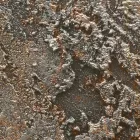 Fotótapéta - Arany Basilisk