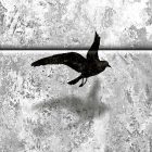 Fotótapéta - Fekete madarak az égen