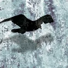 Fotótapéta - Fekete madarak az égen 3