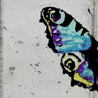 Fotótapéta - Lepkék betonfal háttéren