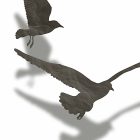 Fotótapéta - Szabad madarak