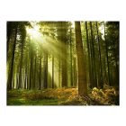 Fotótapéta - Magas fenyők közt