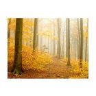 Fotótapéta - Őszi hangulat az erdőben