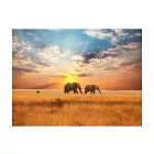 Fotótapéta - Elefánt séta