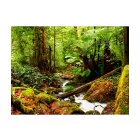 Fotótapéta - Zöld erdőben jártam