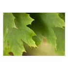 Fotótapéta - Levelek