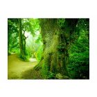 Fotótapéta - Vastag fák közt