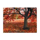 Fotótapéta - Hulló falevelek