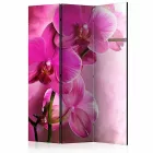 Paraván - Rózsaszín orchideák