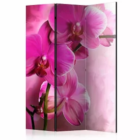 Paraván - Rózsaszín orchideák
