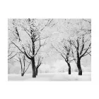 Fotótapéta - Havas erdő