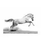 Fotótapéta - Fehér galopp