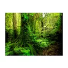 Fotótapéta - Dzsungel