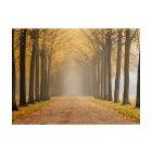 Fotótapéta - Útszéli fasor