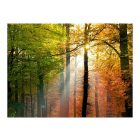 Fotótapéta - Színes ősz