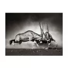 Fotótapéta - Gemsbok küzdelem
