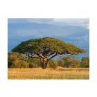 Fotótapéta - Zimbabwe