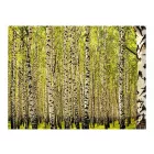 Fotótapéta - Nyírfák közt