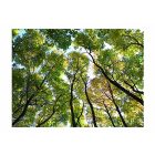 Fotótapéta - A fák árnyékában