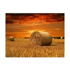 Fotótapéta - Aranyló táj