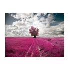 Fotótapéta - Magenta mező