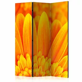 Paraván - Sárga gerbera százszorszépek