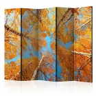 Paraván - Fák teteje ősszel II