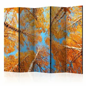 Paraván - Fák teteje ősszel II