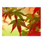 Fotótapéta - Őszies színekben