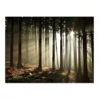 Fotótapéta - Napsütötte erdő