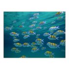 Fotótapéta - Karib víz alatti világ