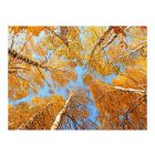 Fotótapéta - Hulló levelek alatt