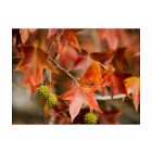 Fotótapéta - Gesztenye fák