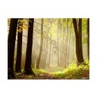 Fotótapéta - Az erdő tavasszal