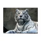Fotótapéta - Bengáli tigris állatkertben
