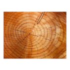 Fotótapéta - Éves gyűrűk egy fatörzs