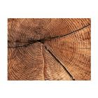 Fotótapéta - Fatörzs keresztmetszet