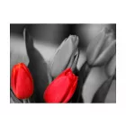 Fotótapéta - Tulipán kontraszt