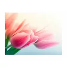 Fotótapéta - Tulipán árnyak