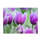Fotótapéta - Lila tulipánok a mezőn