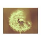 Fotótapéta - Pitypang