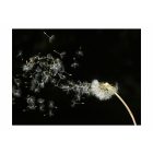 Fotótapéta - Szellő szárnyán