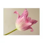 Fotótapéta - Az én tulipánom