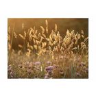 Fotótapéta - Aranykalász