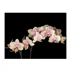 Fotótapéta - Nyíló orchidea