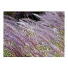 Fotótapéta - Mező lila virágokkal