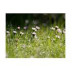 Fotótapéta - Ébresztő