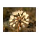 Fotótapéta - Napsütés