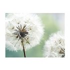 Fotótapéta - Kettős párbaj